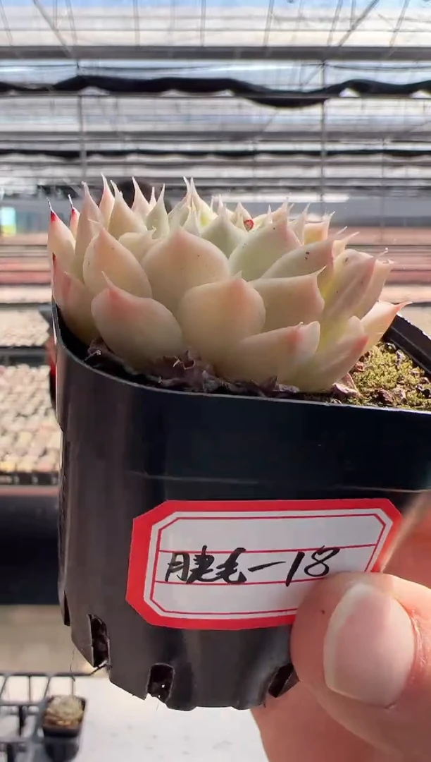 【闪购商品】东云睫毛精-18