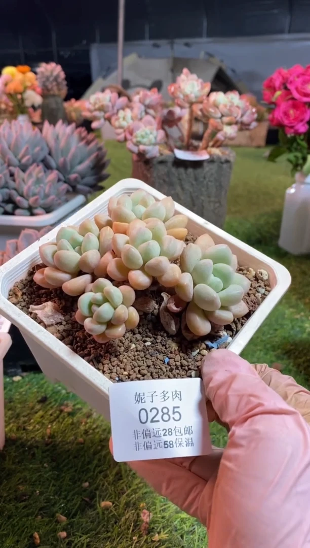 【闪购商品】0285a