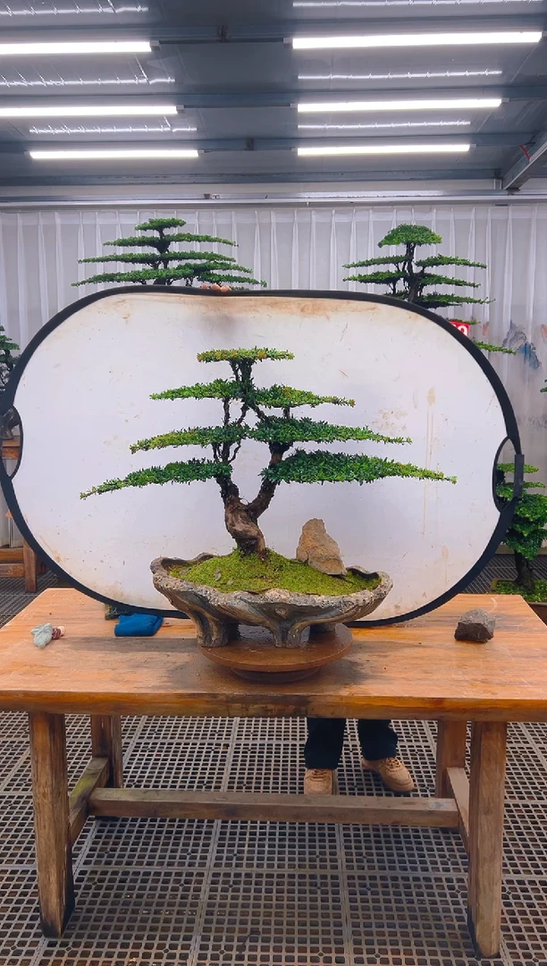 无花朵精品盆景直播间一物一拍