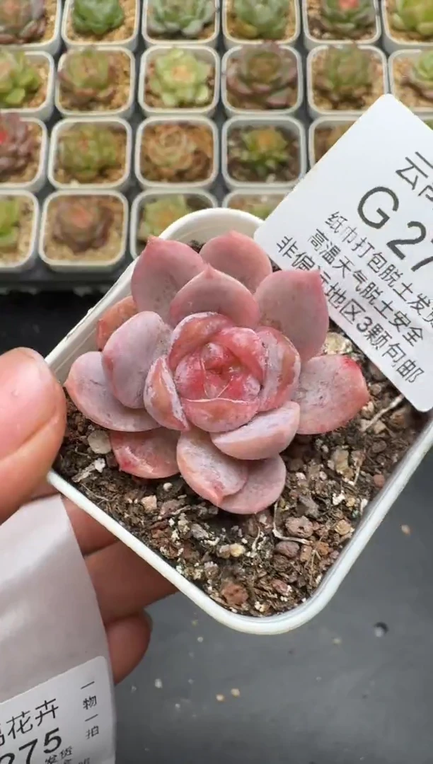 274G云禹多肉植物 脱土纸巾打包 3颗包邮