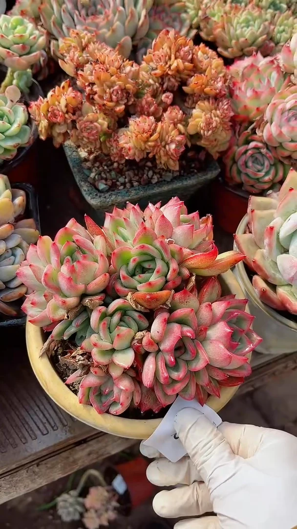 【闪购商品】17332