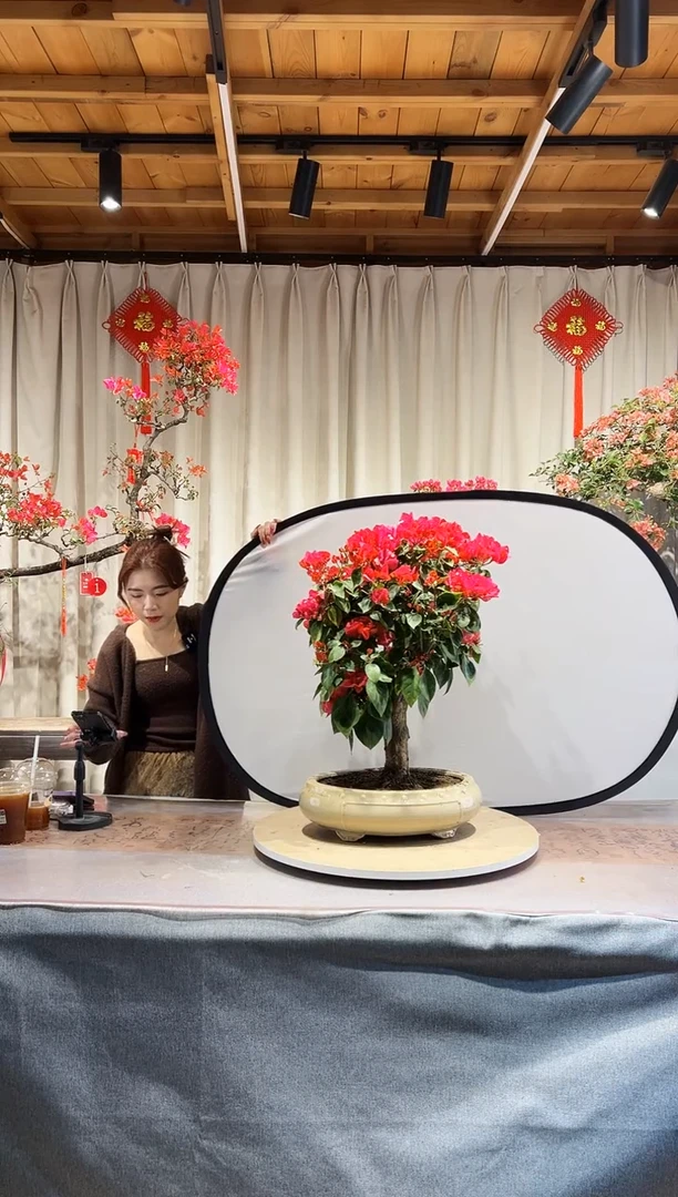 【闪购商品】盆景同安红