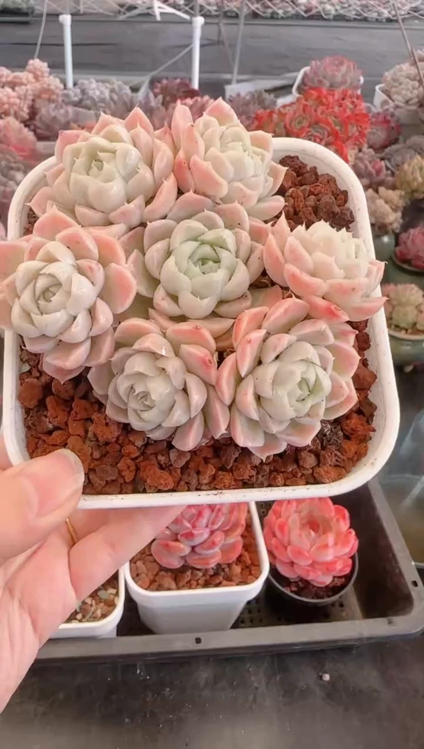 【闪购商品】3073.
