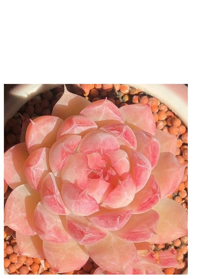 小老桩多肉一物一拍