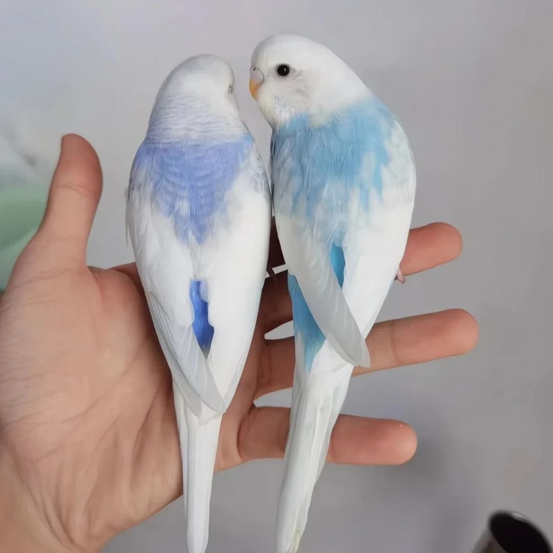 纯正手养大头虎皮鹦鹉亲人粘人家养散养观赏鸟