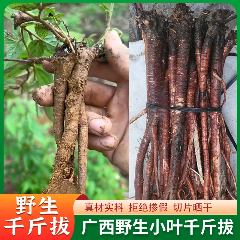 【广西野生深山小叶千斤拔】钻地风根茎切片干货农产品宝藏好物