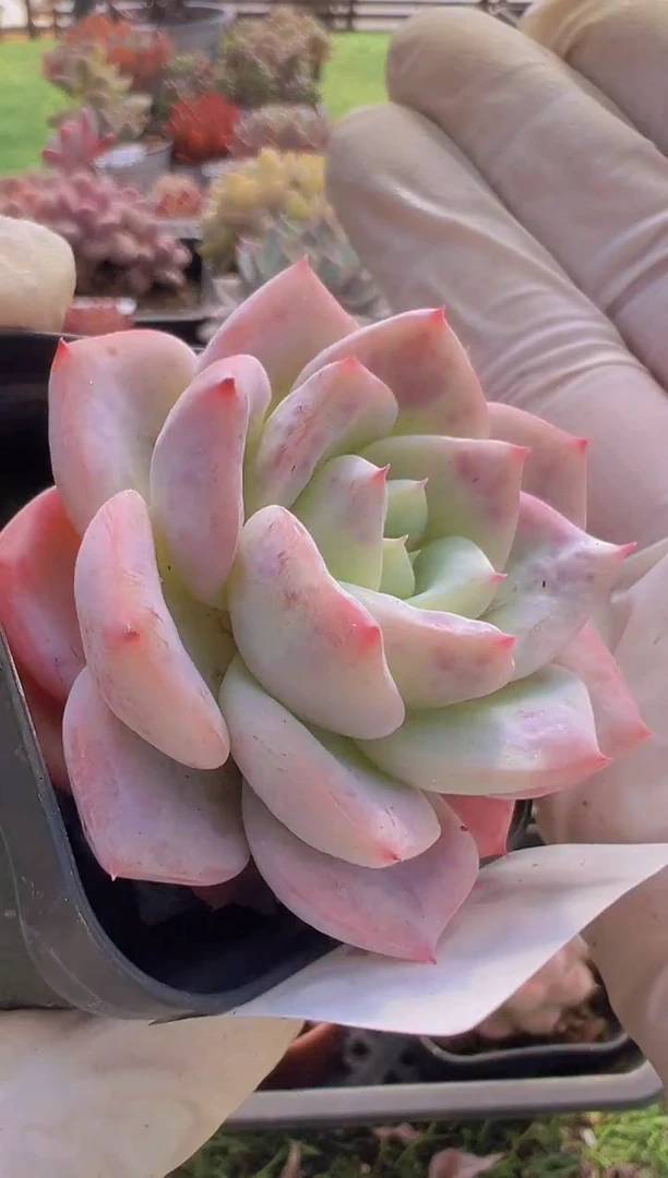 【闪购商品】信福多肉一物一拍