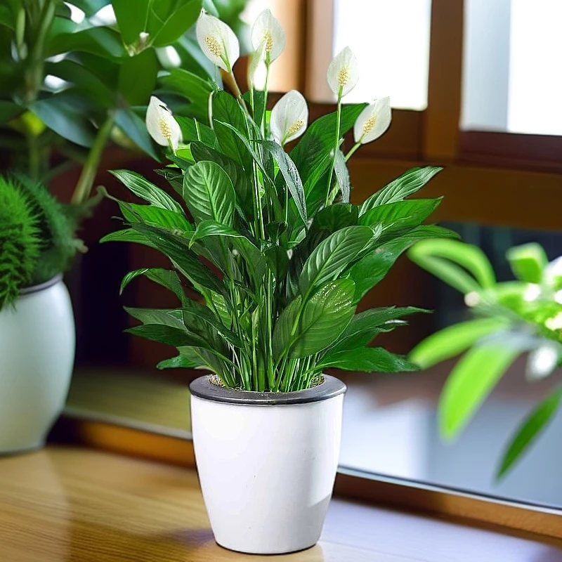 白掌盆栽一帆风顺水培植物办公室内花卉好水养的绿植红掌四季开花