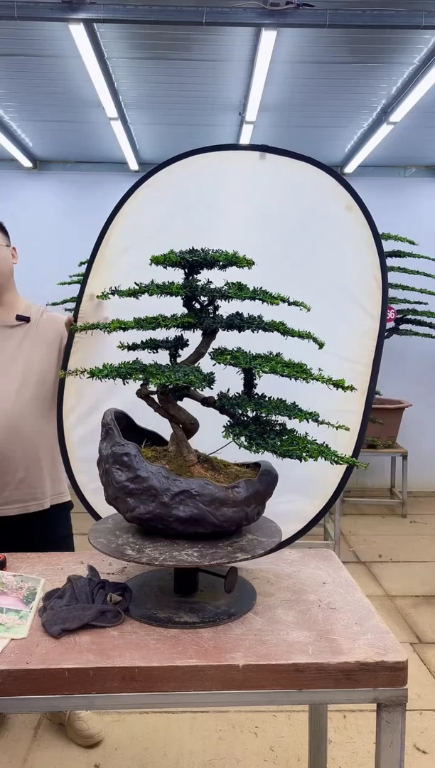 无花朵三*一物一拍，所见即所得
