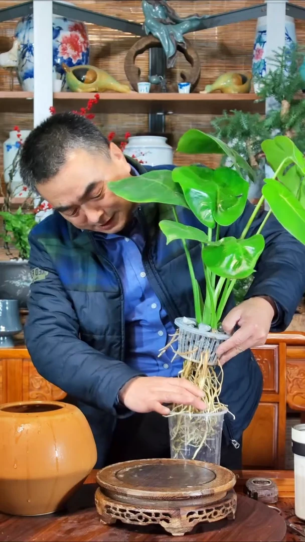 无花朵湾****慕水之韵水培龟背竹