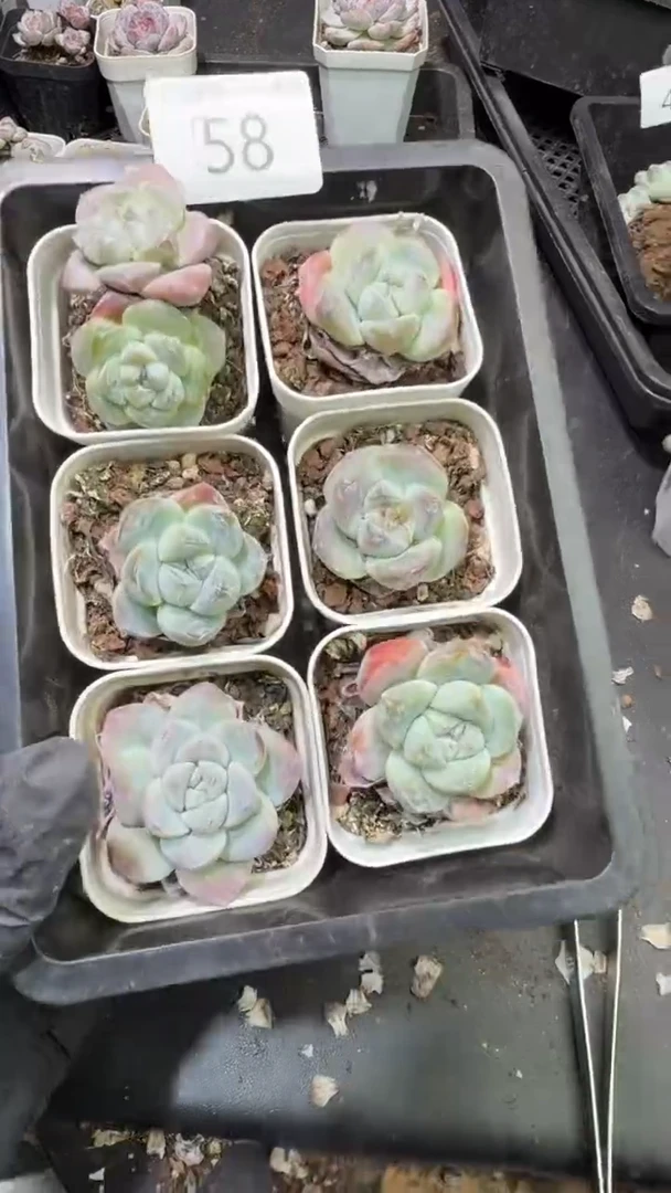 58号到手1框-一物一拍