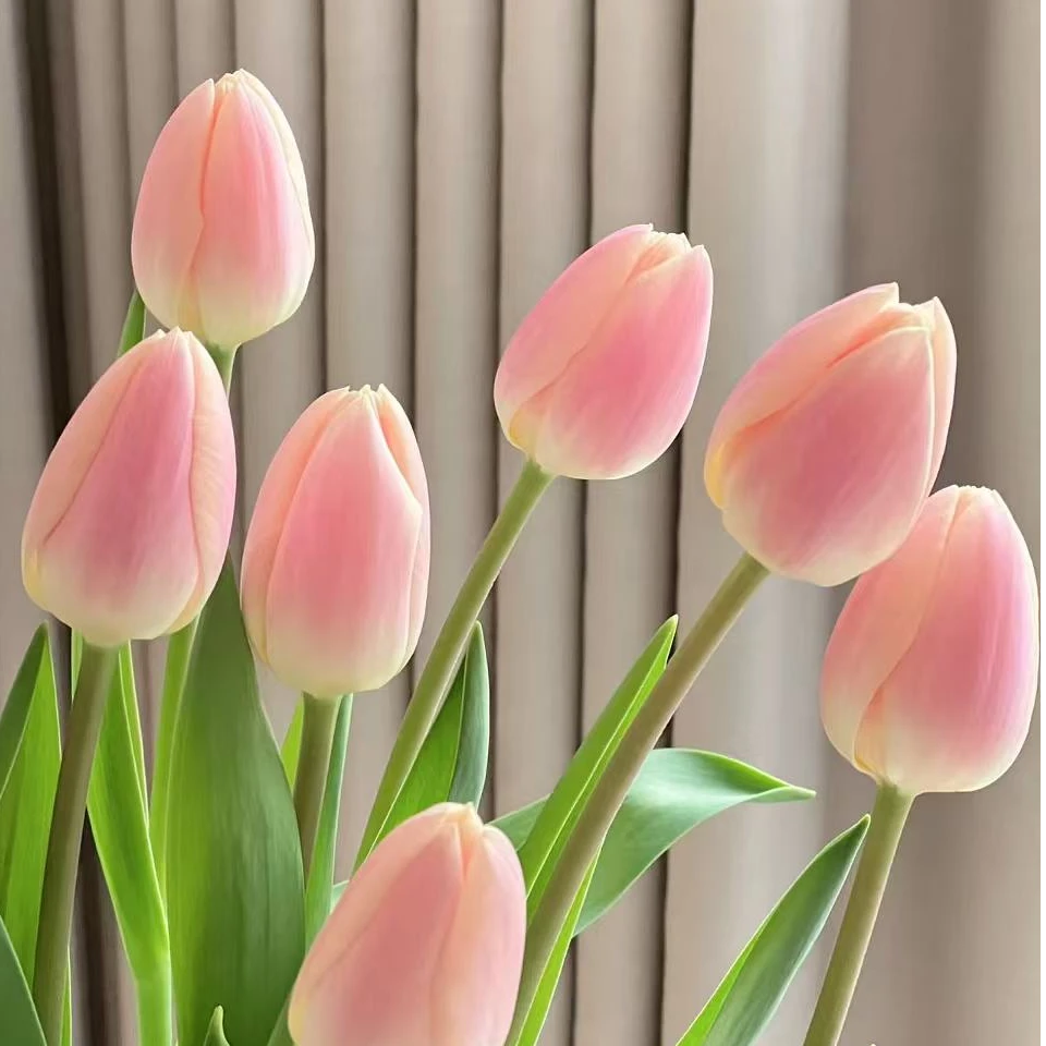 水蜜桃粉蜜桃三颗荷兰进口郁金香种球