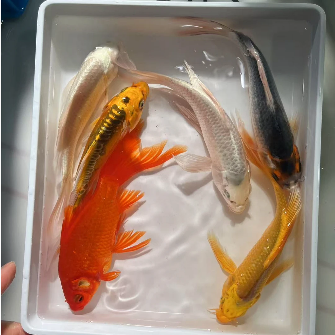 【2德龙2白1黄1红】6条13-15公分冷水观赏鱼好养耐活包邮