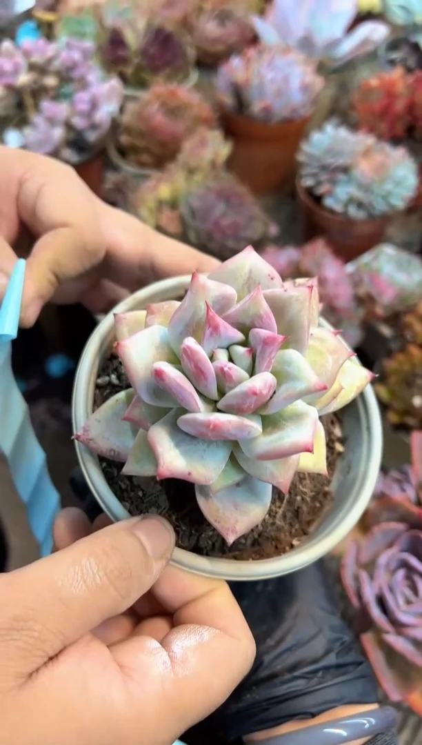 心**露多肉植物一物一拍21426