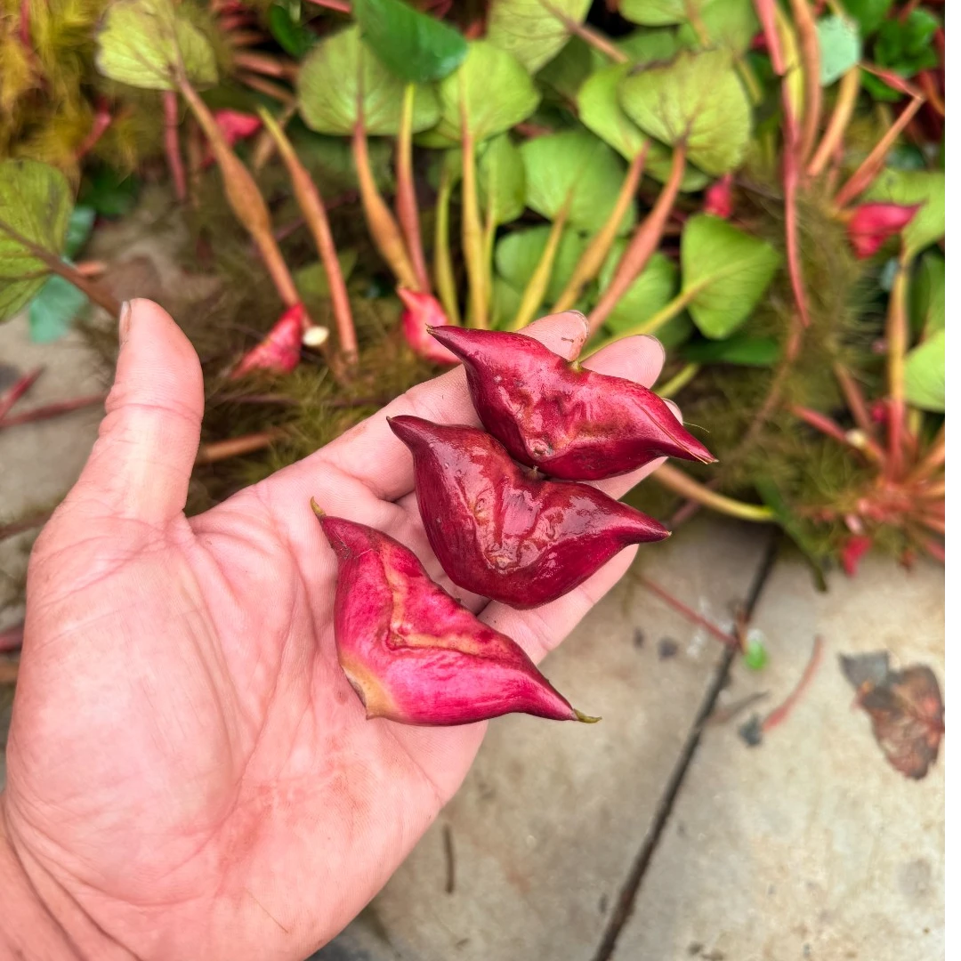 新鲜现摘活水菱角苏北特色红菱角新鲜粉糯香甜可生吃的水果菱角