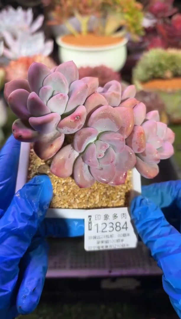 【闪购商品】12384