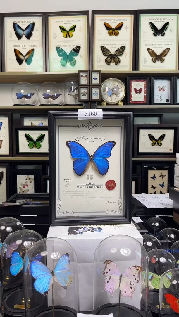 【福利】大蓝闪蝶-A4艺术款Z160