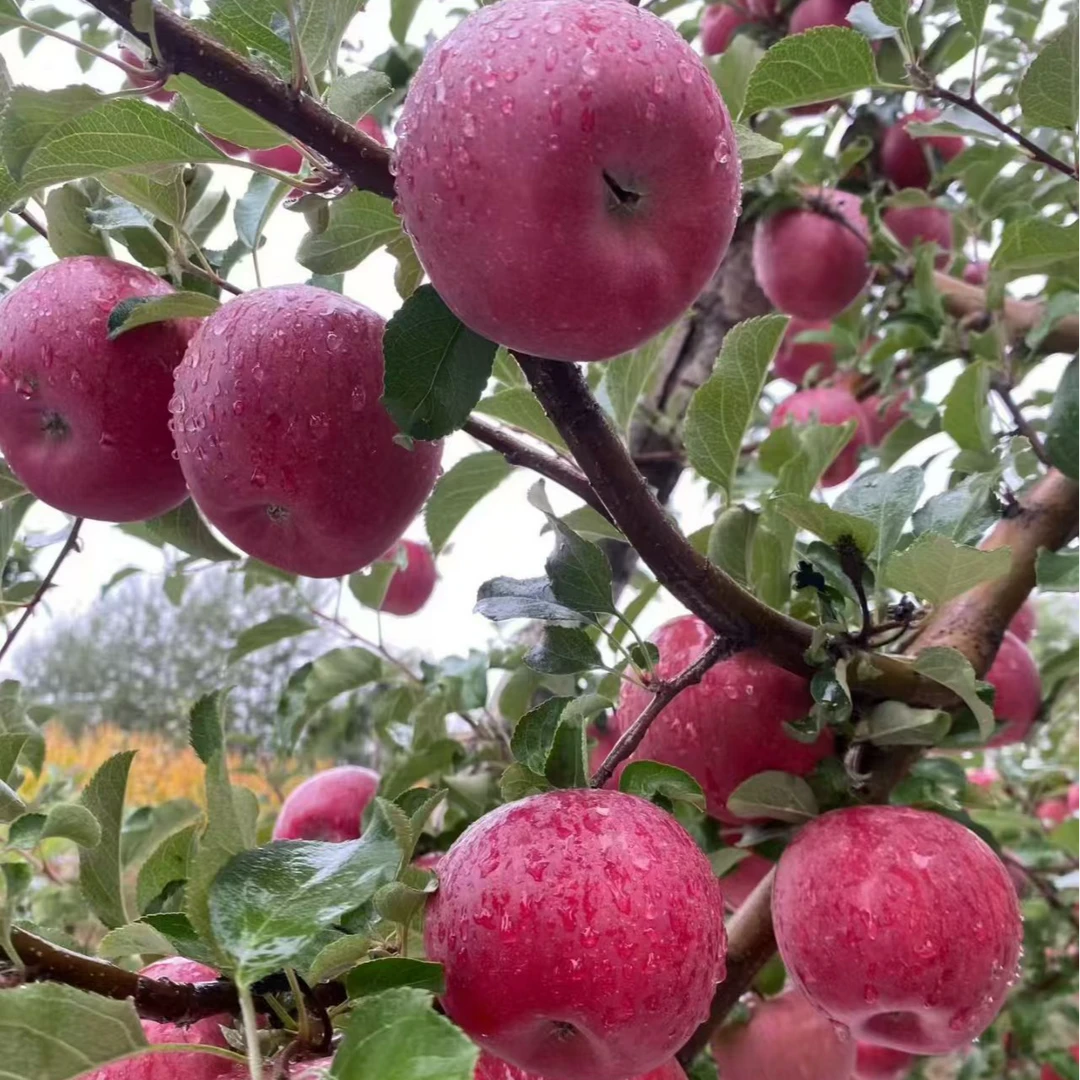 【圆通】正宗陕西洛川苹果高原正宗红富士酸甜脆甜多汁产地直发