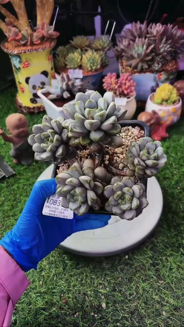 昆明印象多肉08358