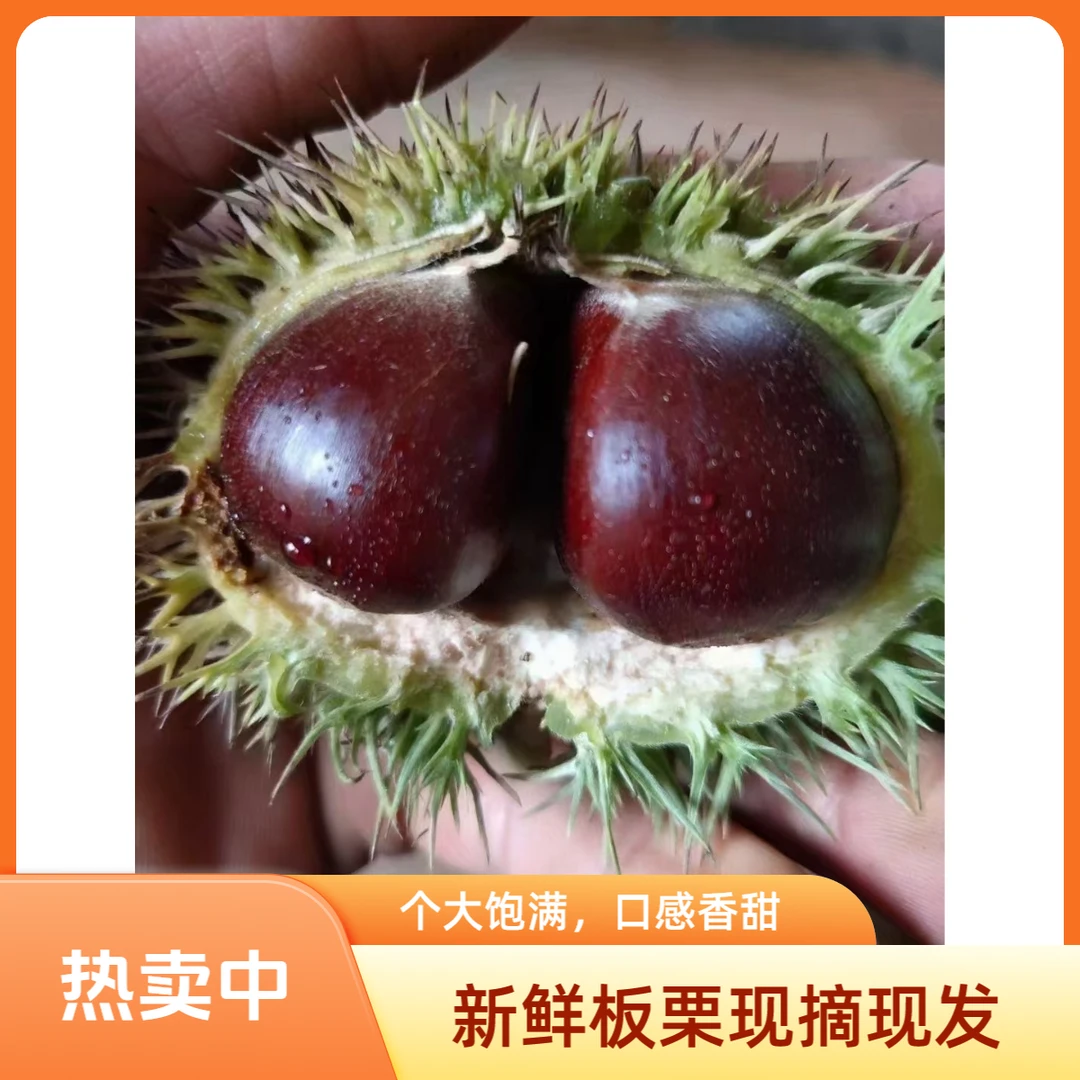 产地直发封开油栗粉糥香甜 顺丰 京东 包邮