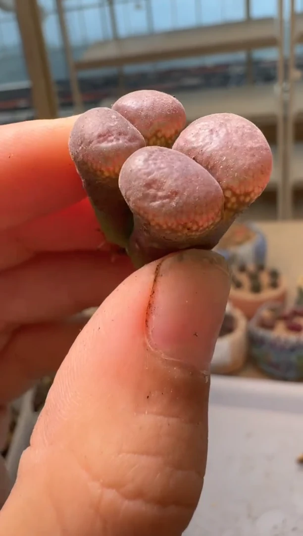 28-79多肉植物肉锥暗黑萝莉