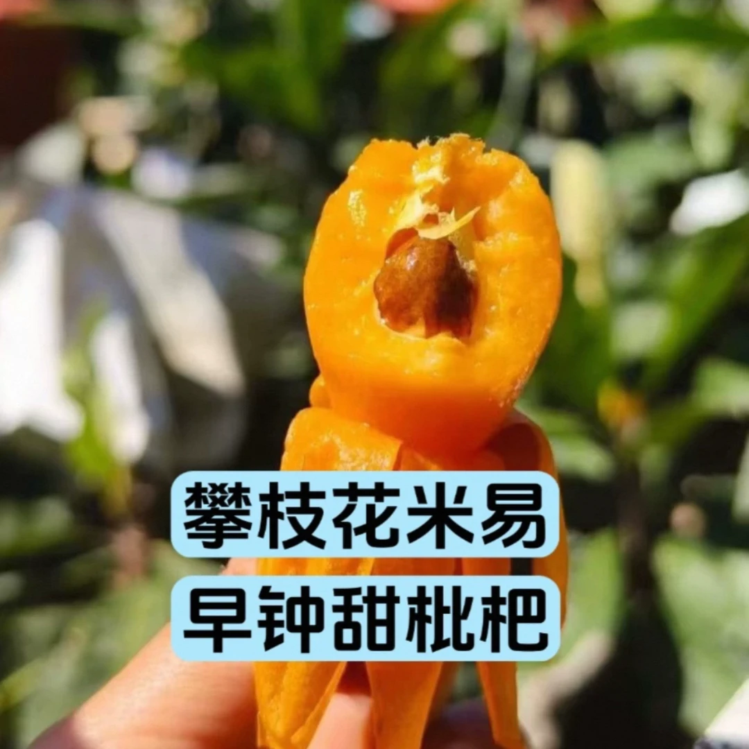 【东三省专属链接-中通】攀枝花高山米易枇杷早钟甜枇杷净重3斤