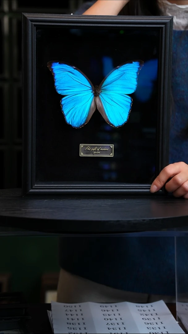 大蓝闪蝶黑绒底版10寸欧式框（带证书）