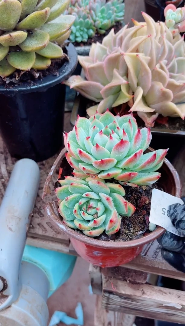 寻*、15085多肉植物一物一拍