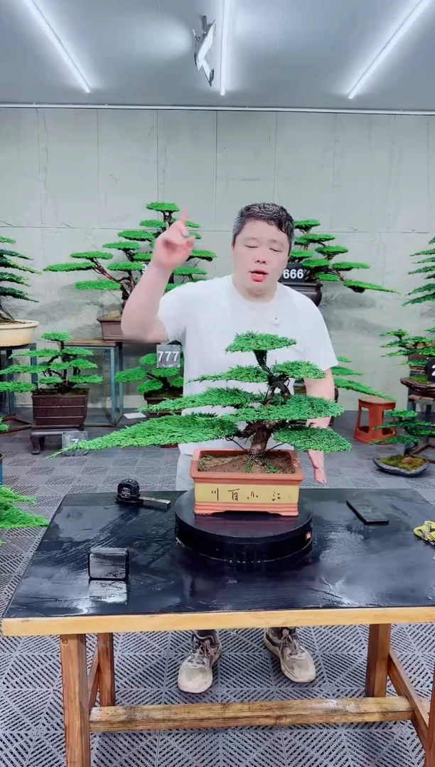 无花朵济州真柏盆景