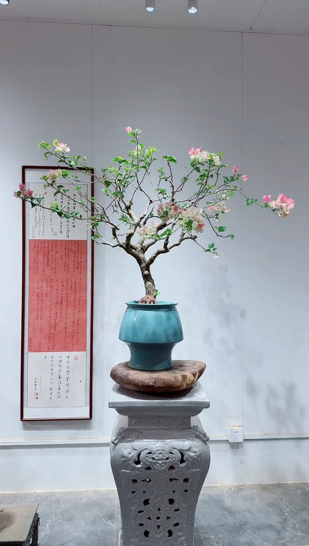 无花朵小*三角梅绿樱