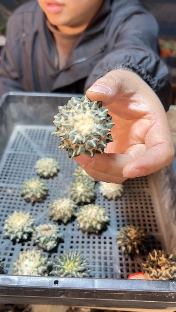 【闪购商品】苗接无根黑牡丹3.5公分