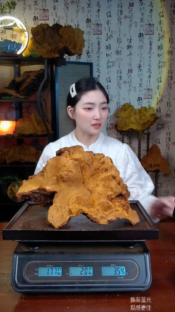 红缘拟层孔菌中国大陆【藏区 野生】红缘拟层孔菌（3.54斤）40-50年份