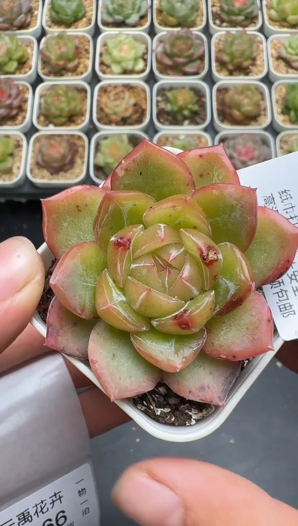 260G云禹多肉植物 脱土纸巾打包 3颗包邮