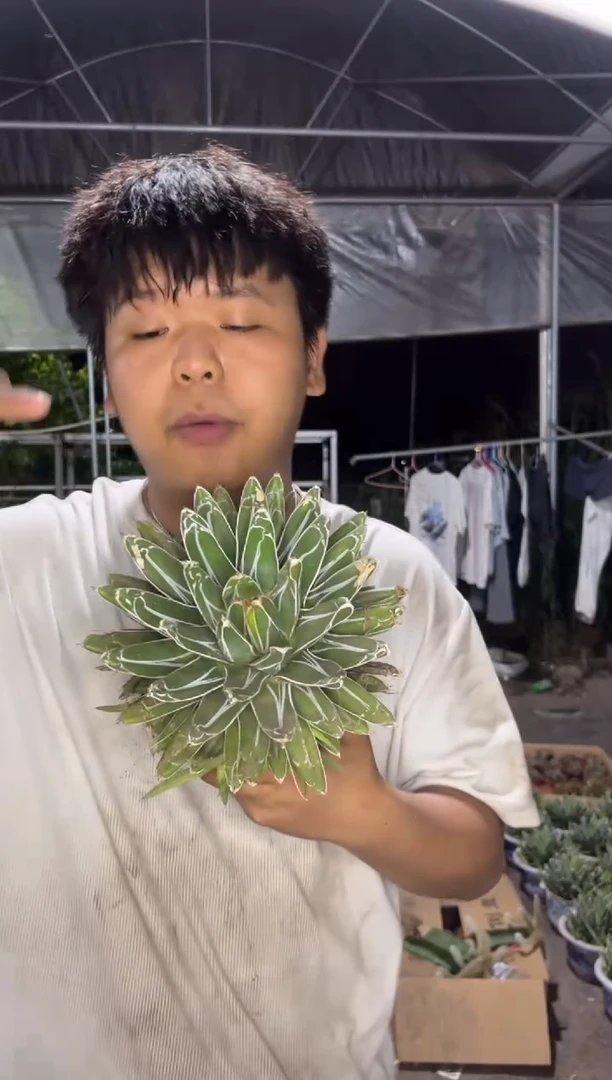 超大 屉之雪 14-20cm