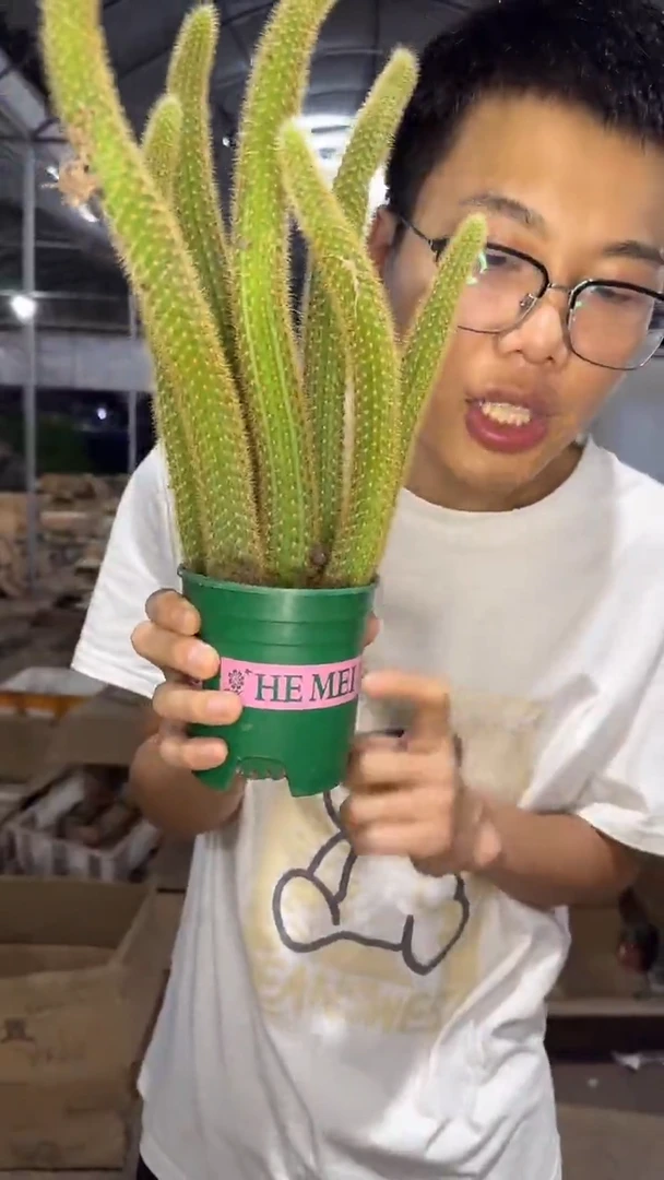 多头 红蜻蜓 金妞【带根】