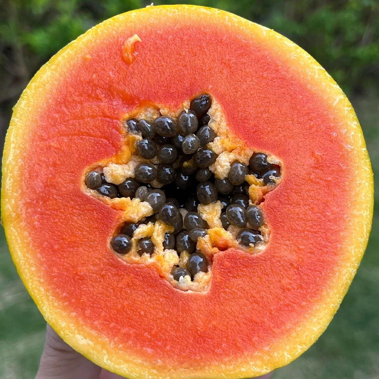 广东红心木瓜4.5斤装新鲜采摘催熟后食用多仓发货