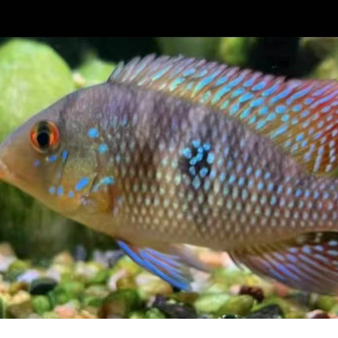 伊波拉关刀热带淡水观赏鱼