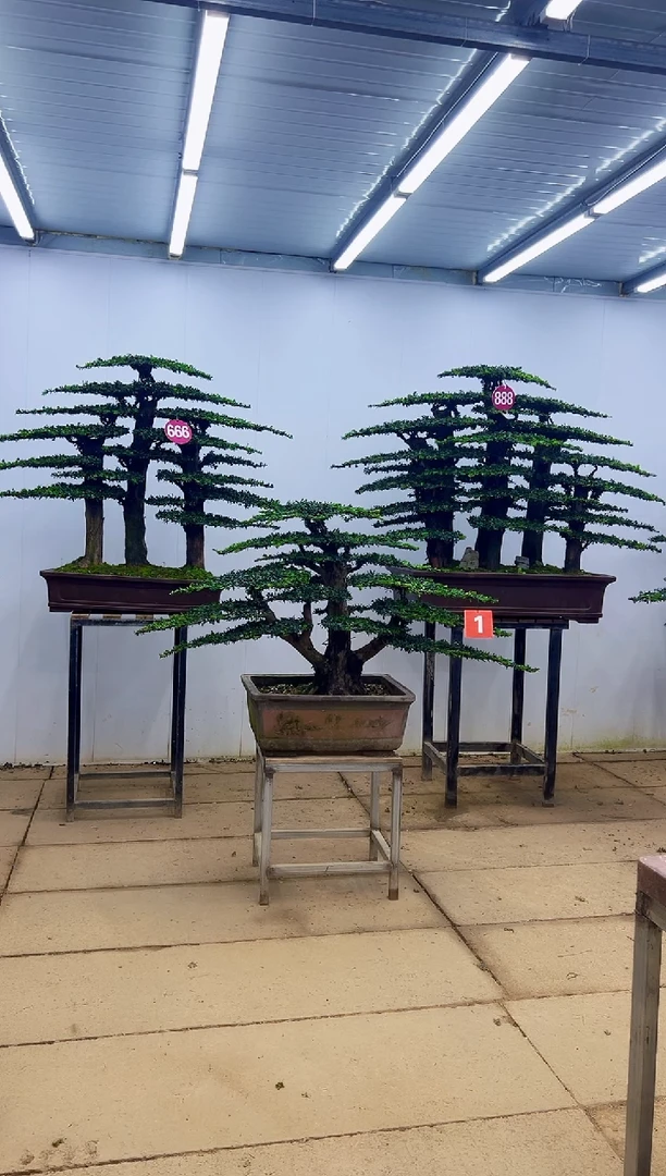无花朵一物一拍，所见即所得