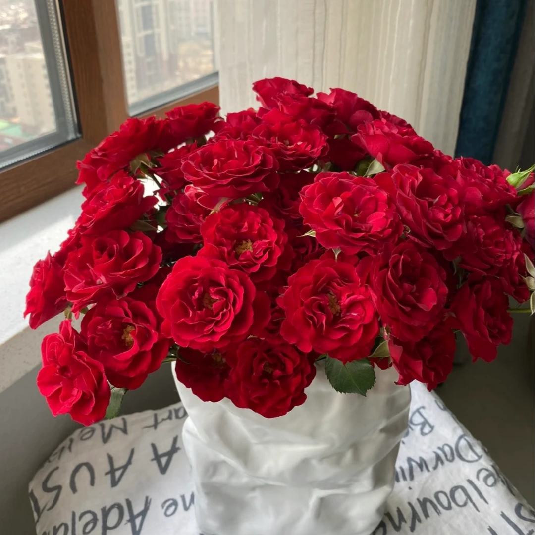 【一品花集】【优雅公主】多头玫瑰 云南昆明基地直发家用鲜花