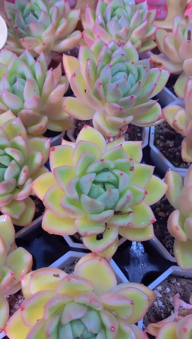 113-晴星珍妮（量拍）