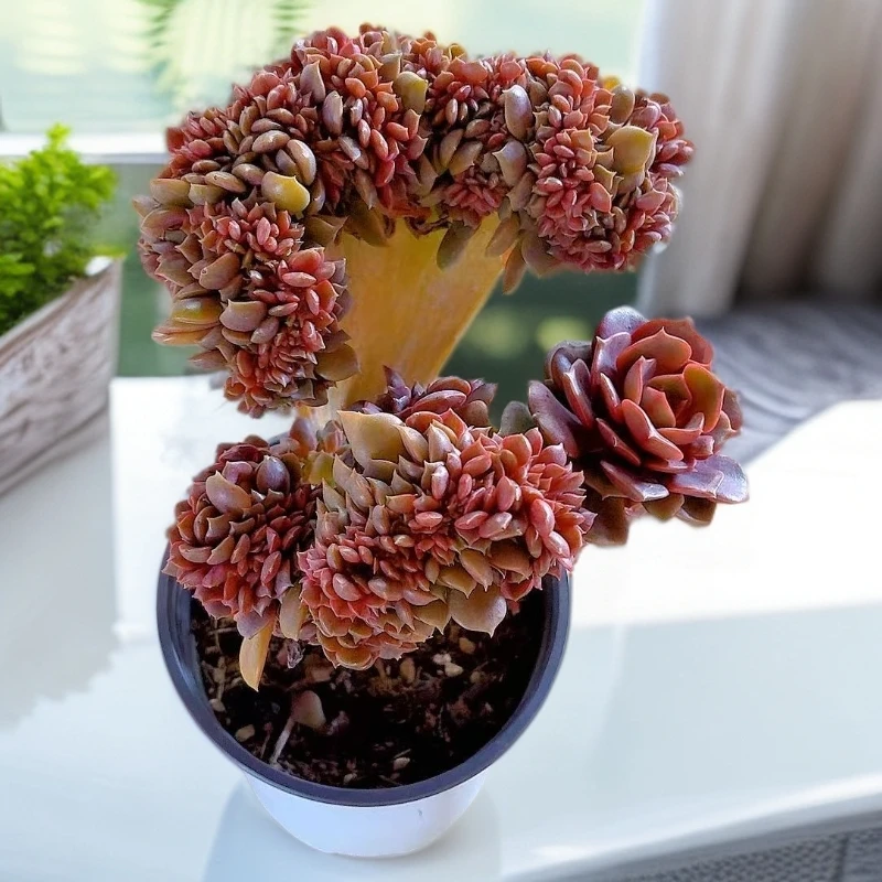 【大红袍缀化】【满9.9包邮】星花怒放阳台露台办公多肉植物栽种养