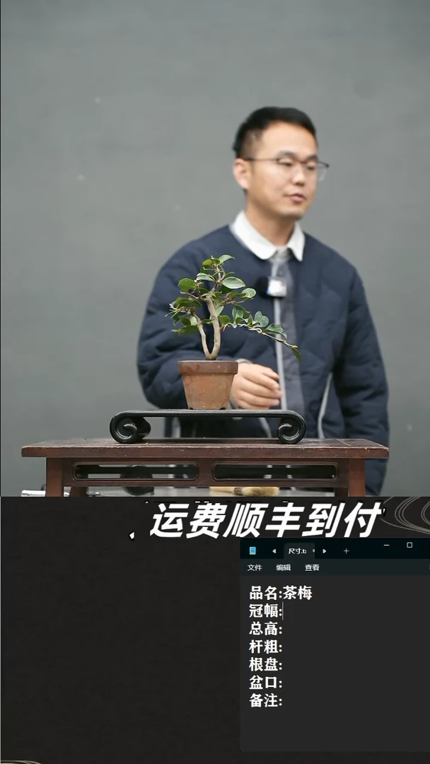 【闪购商品】8 茶梅