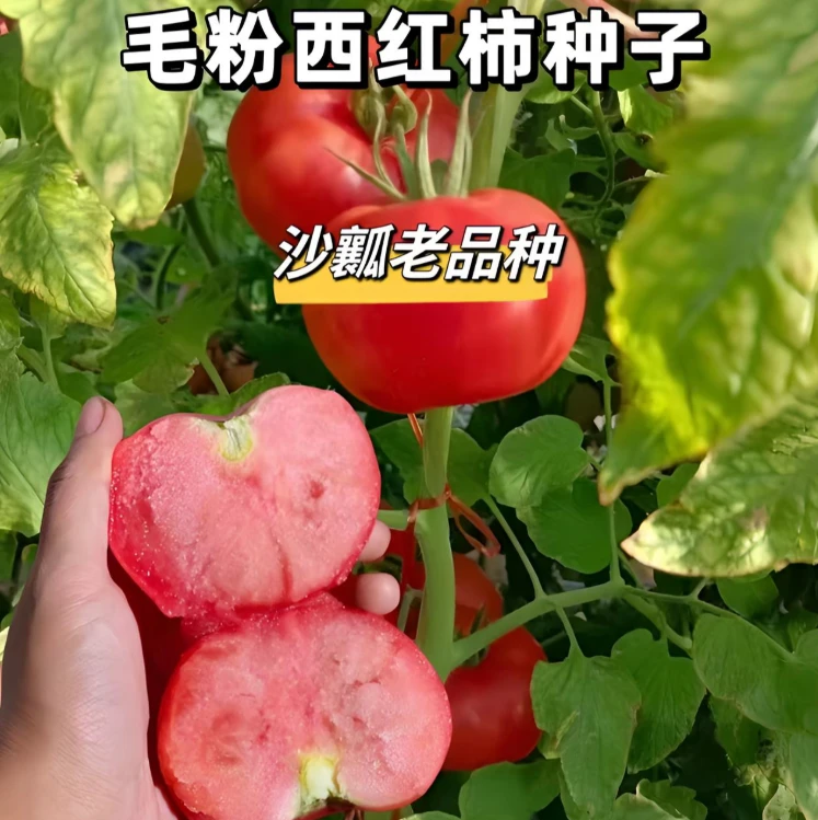 【老品种番茄种子】老沙瓤番茄种子大粉毛粉番茄种子四季蔬菜种孑