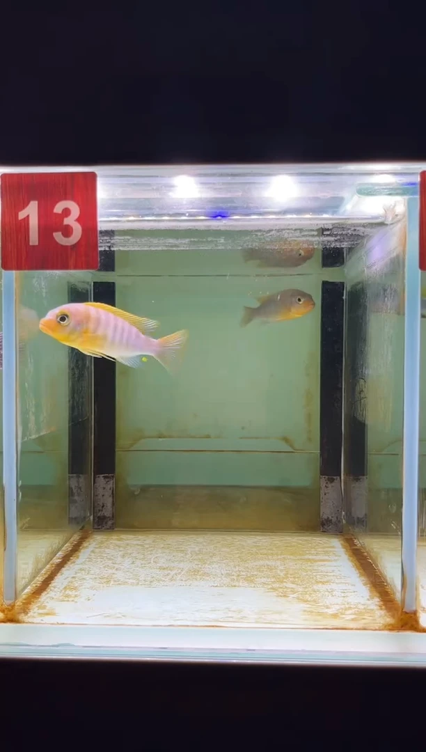 海水鱼三湖慈鲷人工