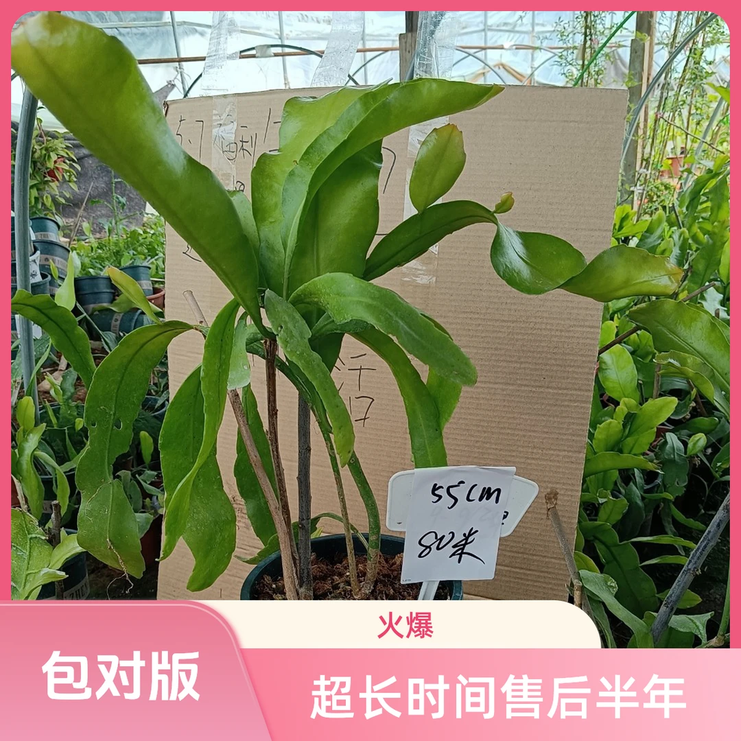 大叶昙花盆栽苗小叶昙花一现自养有根好成活观叶观花一物一拍包邮