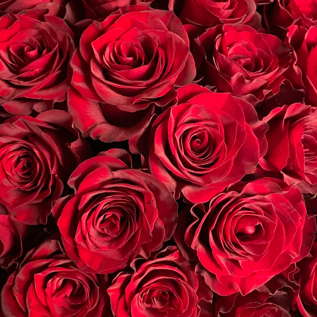 【高原红+芭比+百合4朵+配草组合雪儿专属】两单送配草