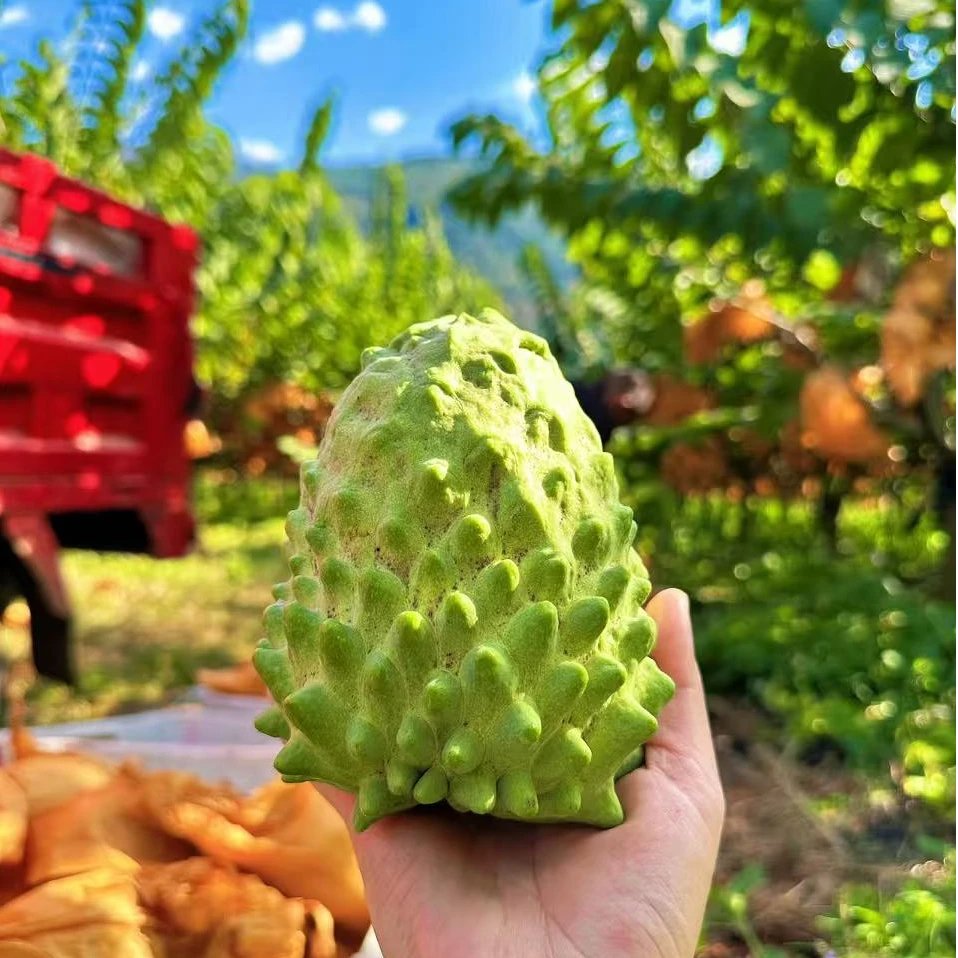 ZKL【京东快递】云南牛奶凤梨释迦果纯甜香甜软糯