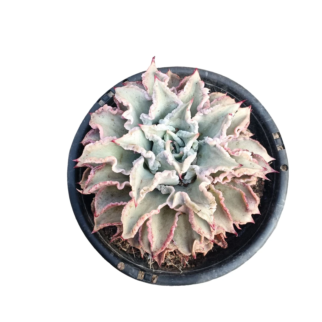 饺子皮 多肉植物(满18包邮 直播间展示为准)