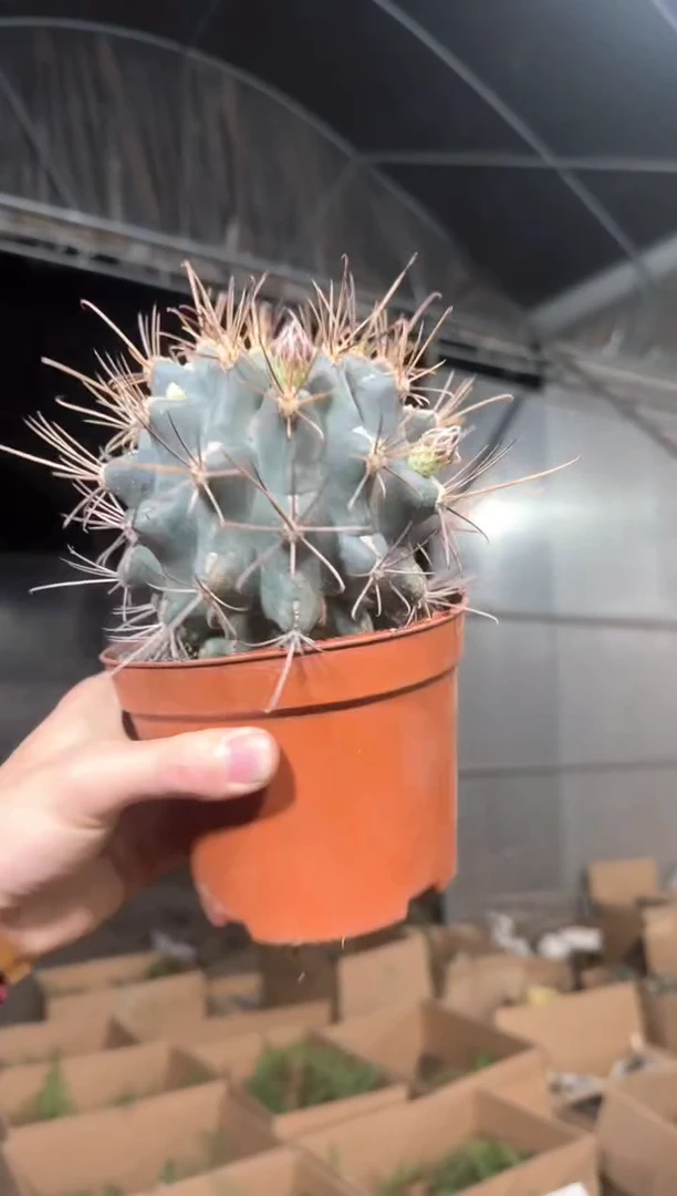 大号 黑罗刹【实生根】不指定带花苞