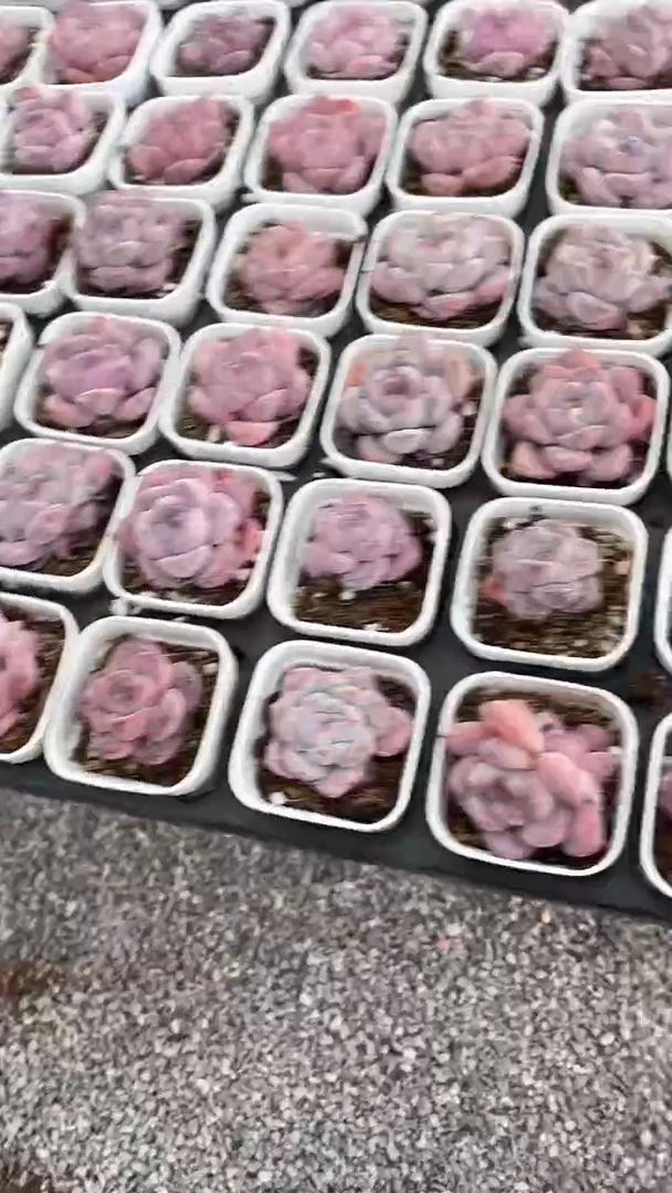 【闪购商品】5方墨西哥多肉
